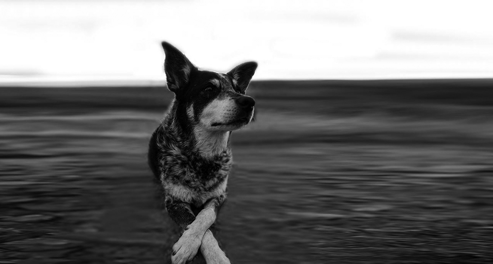 Animal Welfare Landholders Duty Of Care