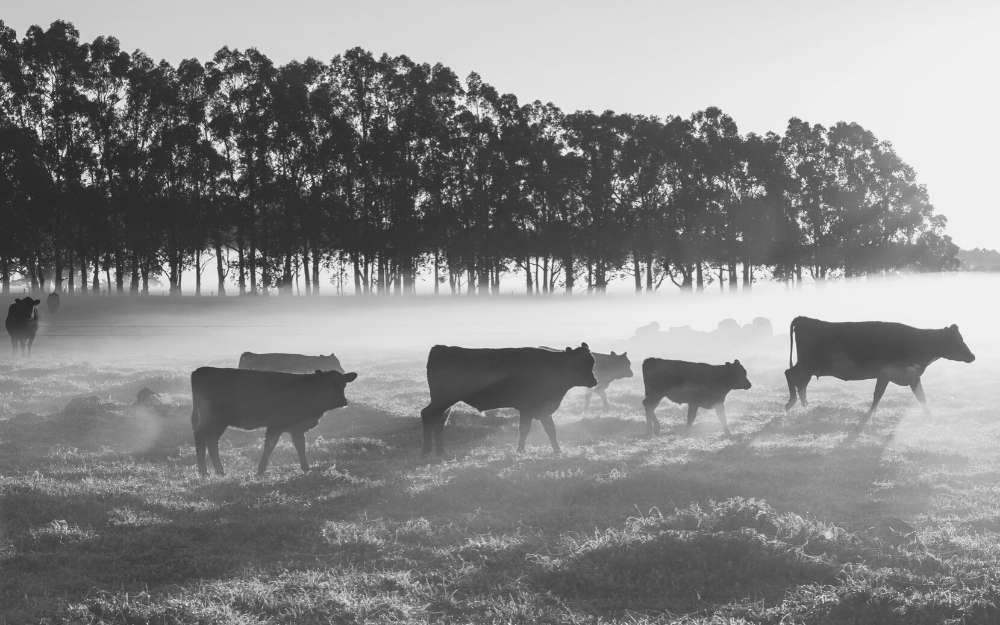 beef industry update